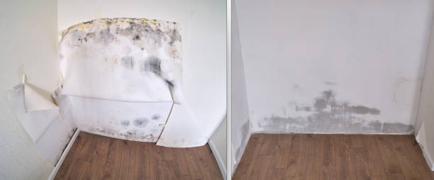 Best Office Mold Removal Services  in USA